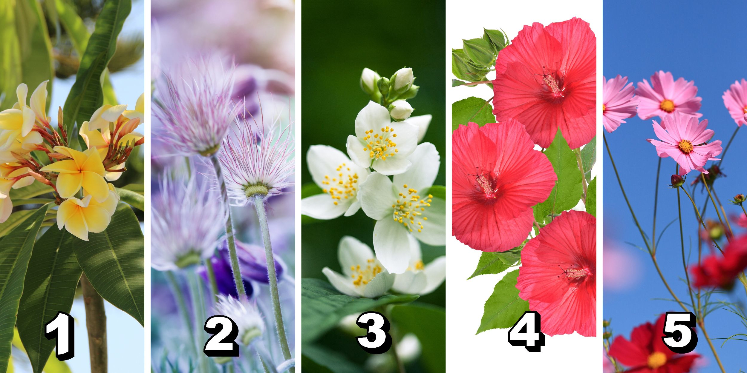 Test della personalità: Scegli uno dei 5 fiori nell'Immagine e scopri la superpotenza unica che fiorisce in te!